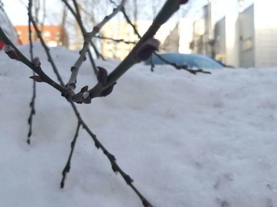 В Ленобласти потеплеет до +1 в первый день весны