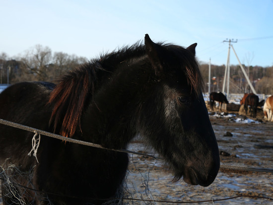 Конь сломал ноги двум спортсменкам в Подмосковье