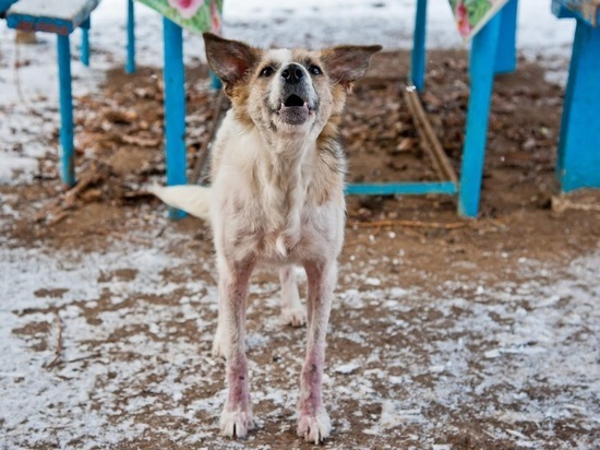 В Волгограде бездомным собакам нельзя находиться в общественных местах и на теплотрассах