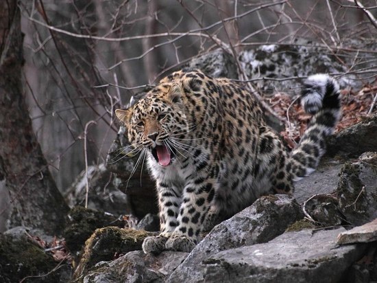Всемирный день кошек празднуют на «Земле леопарда» в Приморье