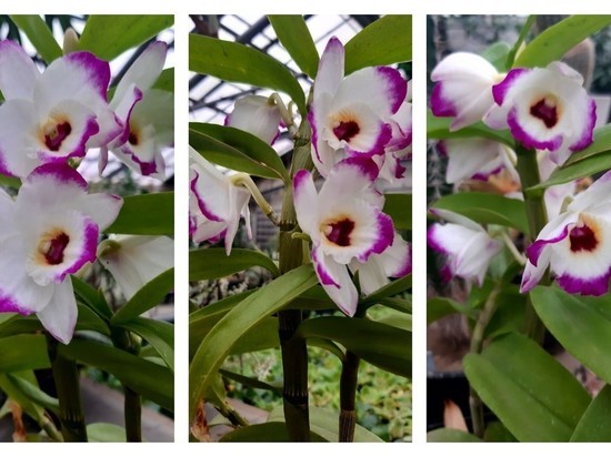 К 1 марта в волгоградском ботсаду расцвели благородные орхидеи