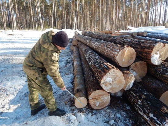Нелегальных лесозаготовителей осудили в Куйтуне