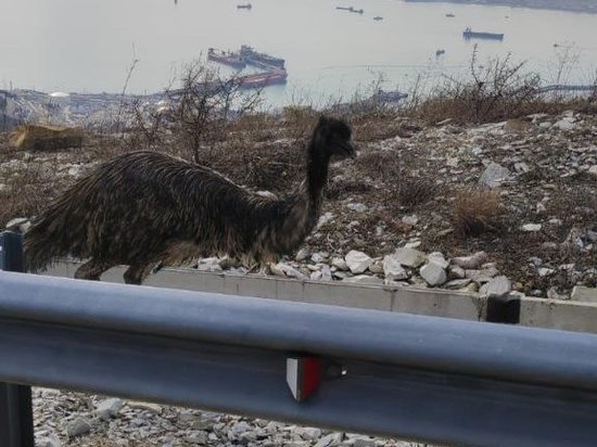 В Новороссийске спасатели два часа ловили сбежавшего страуса