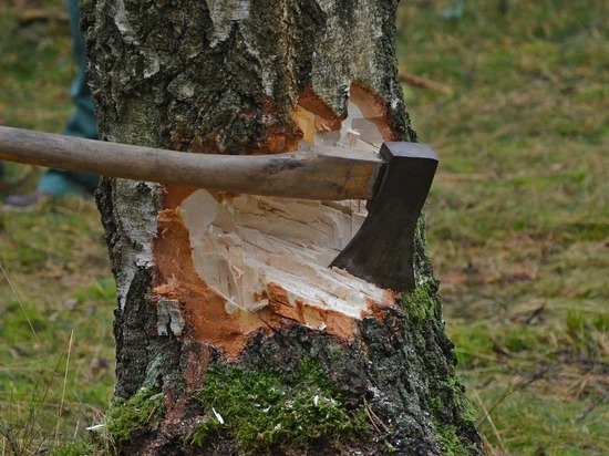 Житель Башкирии попался на незаконной рубке деревьев