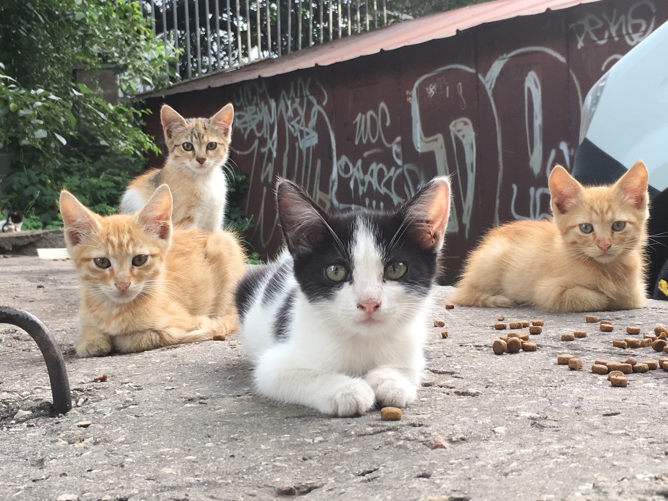День кота: умилительная подборка фото симферопольских "дворняжек"