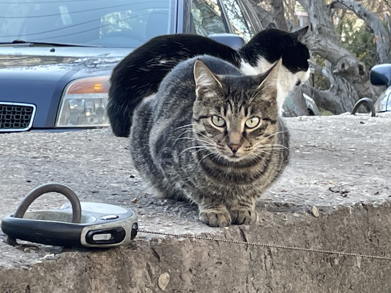 День кота: умилительная подборка фото симферопольских "дворняжек"