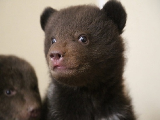 В Кировской области с 21 марта разрешат охотиться на медведя
