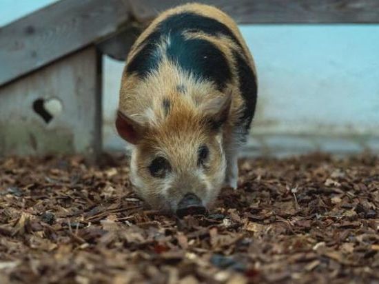 Тамбовских свиней запретили кормить пищевыми отходами
