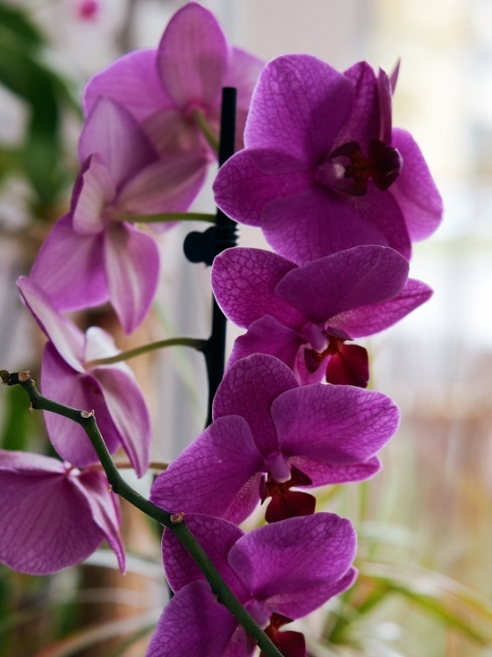 Орхидея покроется красивыми бутонами: цветок даже удобрять не придется