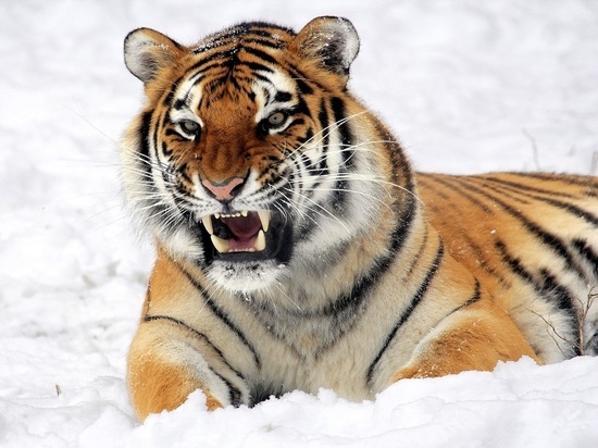 В Приморье тигр пугает жителей: полосатый хищник снова утащил собаку