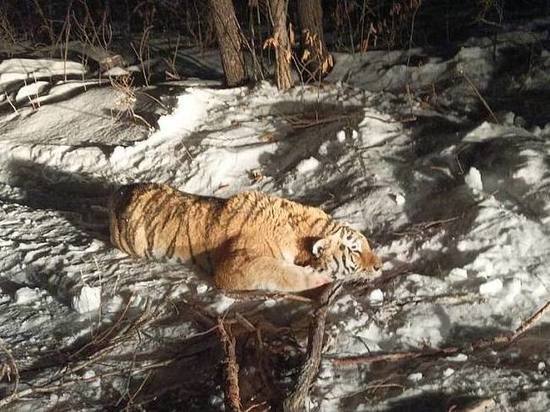 В Приморье поймали тигра, державшего в страхе жителей трех приморских поселков