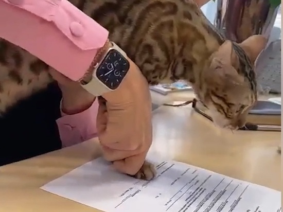 В Барнауле кошка получила официальное трудоустройство