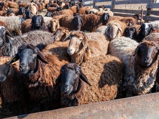 В Иркутской области подвели итоги оценки пород крупного рогатого скота