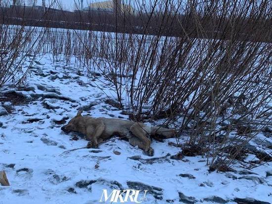 В Госветслужбе Забайкалья рассказали, кто должен убирать трупы собак с улиц