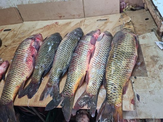 Астраханка пыталась незаконно сбыть 22 тонны рыбы