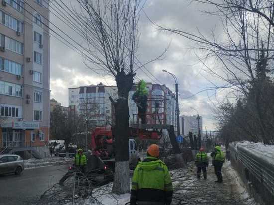 Пензенские дорожники омолаживают городские деревья