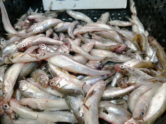 В Калининграде планируют открыть магазины с дешевой рыбой