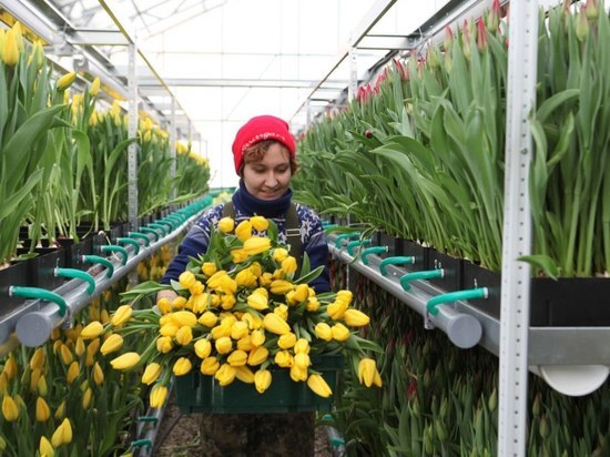 В Иркутске вырастили полмиллиона тюльпанов
