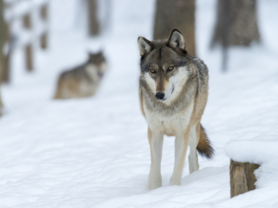 Охотнадзор Хакасии рассказал, сколько волков убито в регионе с начала года