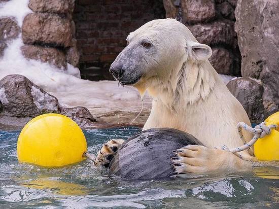 Белые медведи Урсула и Ермак в красноярском «Роевом ручье» искупались в бассейне