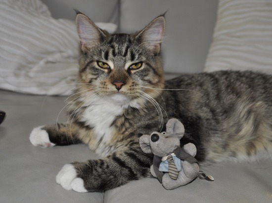 Жительница Сахалина потеряла более миллиона рублей при продаже котенка породы мейн-кун
