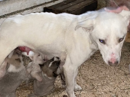 В барнаульском поселке спасли от гибели исхудалую собаку и ее щенят