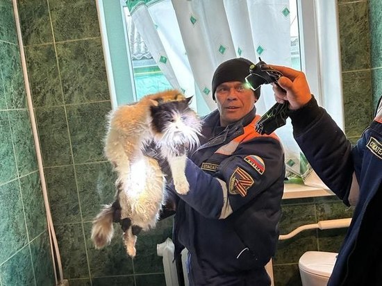 Новороссийские спасатели за один день помогли двум котам