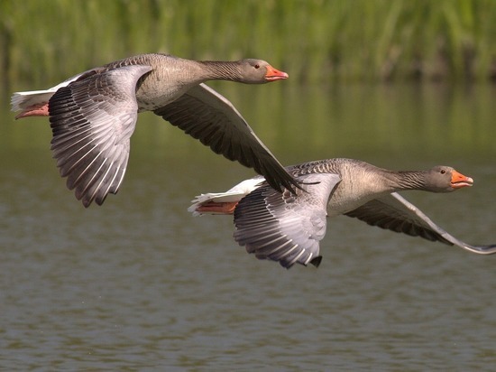 В Калмыкии орнитологи заметили перелетных птиц
