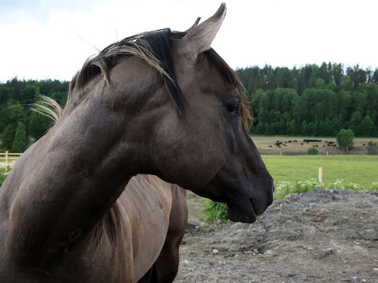 В Балтийске табун лошадей пугает местных жителей