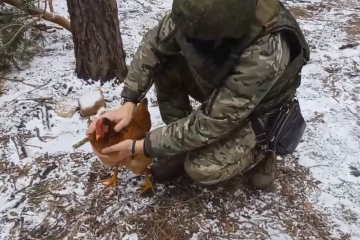 Украинская курица прибилась к костромским десантникам