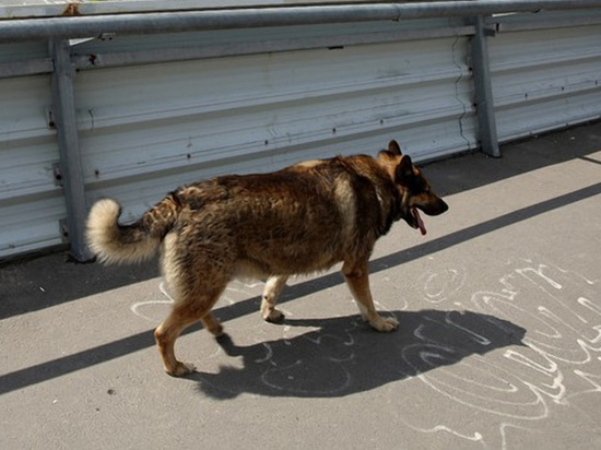 На Большой Санкт-Петербургской новгородцы заметили смертельно опасную стаю собак