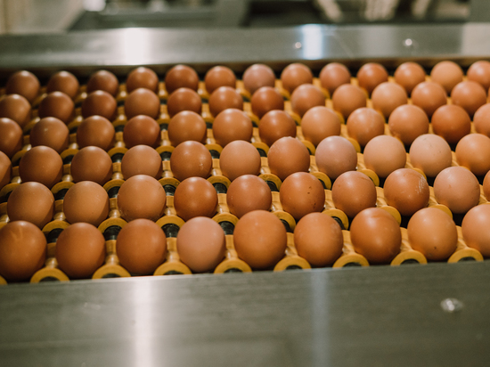 Интересный кулинарный прием: для чего нужно трясти яйца перед их варкой