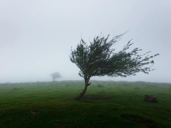 МЧС предупреждают красноярцев об ураганном ветре до 27 метров в секунду