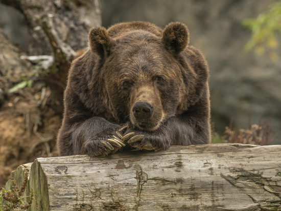 В Томской области обитает около 10 тысяч медведей