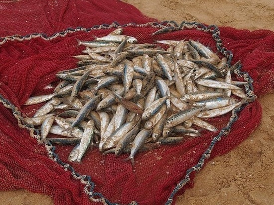 В ДНР определят рыбохозяйственный потенциал