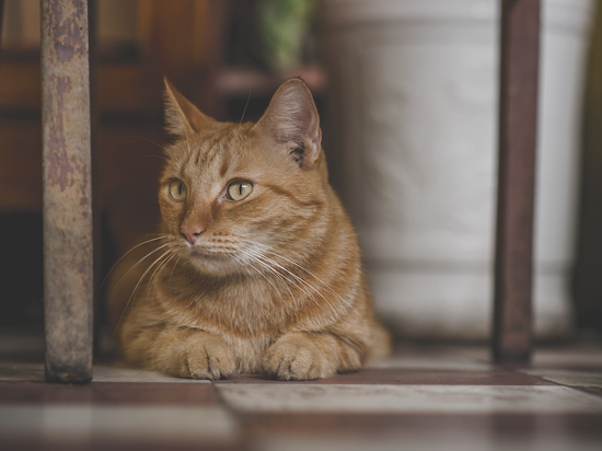 Роспотребнадзор рассказал новгородцам, чем можно заразиться от кошек
