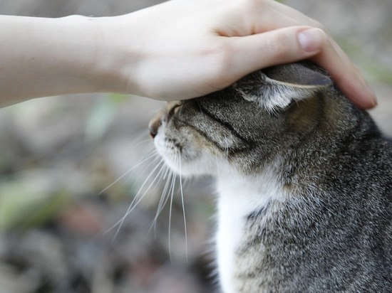 Можно ли заводить кошку людям с аллергией