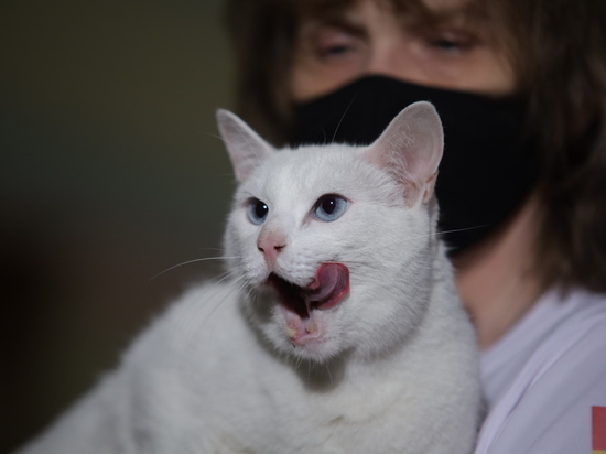 В Калининграде Роспотребнадзор напоминает, чем можно заразиться от кошек