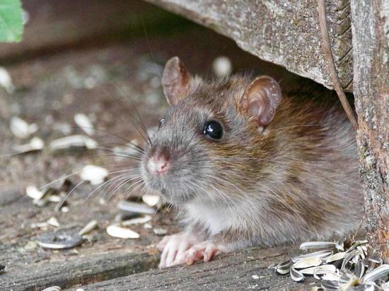 Жители Ачинска жалуются на крыс возле детского сада