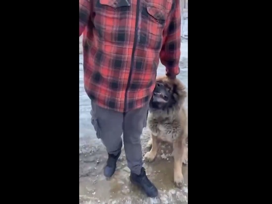 Во Владивостоке пес покусал человека на пробежке