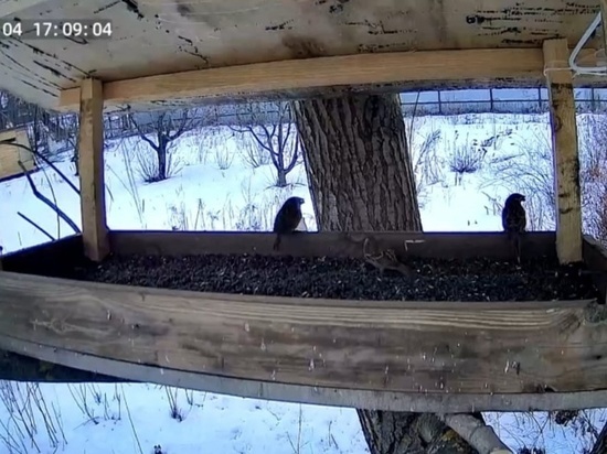 В тамбовском центре охраны хищных птиц установили камеру видеонаблюдения
