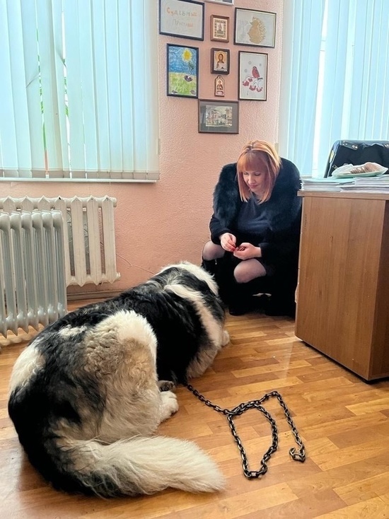 Ярославские приставы вернули хозяевам заплутавшую собачку