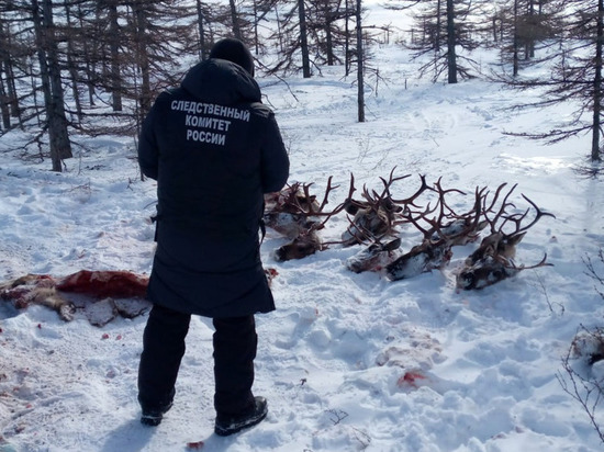СК предъявил обвинение жителю Сахалина за незаконную охоту на оленей