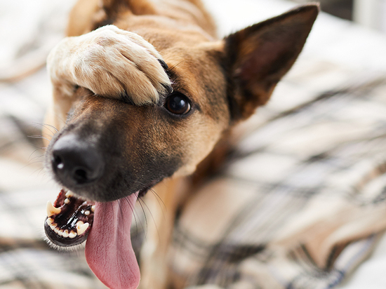 Кинологи составили список самых тихих пород собак