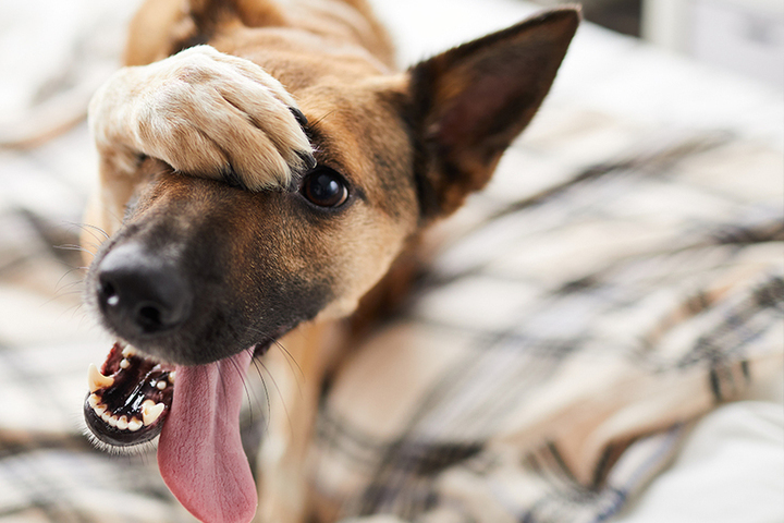 Кинологи составили список самых тихих пород собак