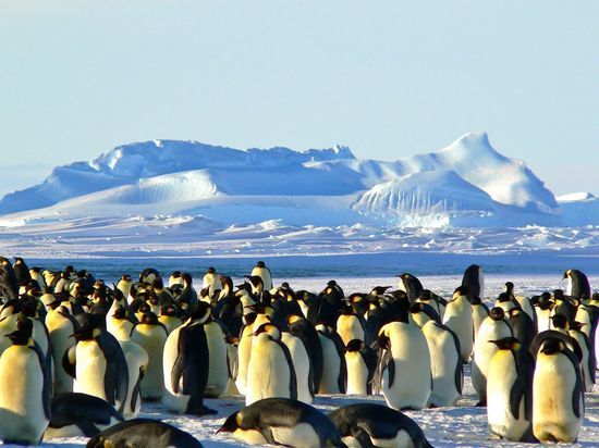 Guardian: В Антарктиде лед растаял до рекордно низкого уровня