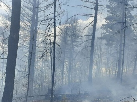 Первый в 2023 году лесной пожар произошёл 5 марта в Забайкалье