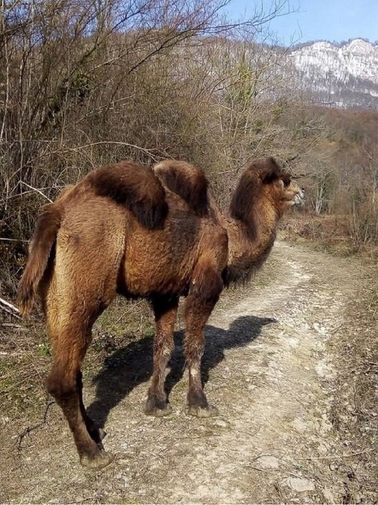 В Сочи ищут верблюдицу, сбежавшую из брошенного сафари-парка