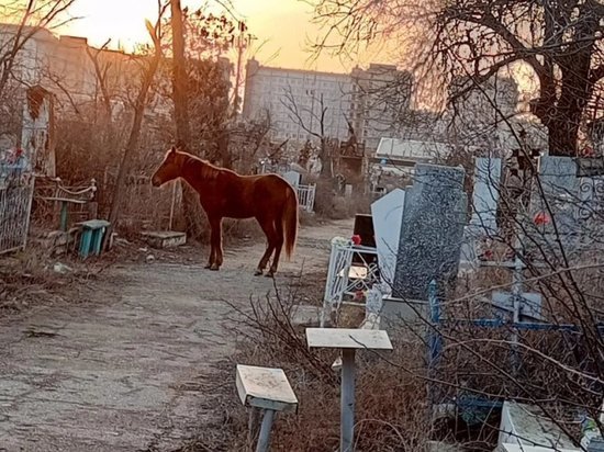В Астрахани среди мертвых скачет лошадь