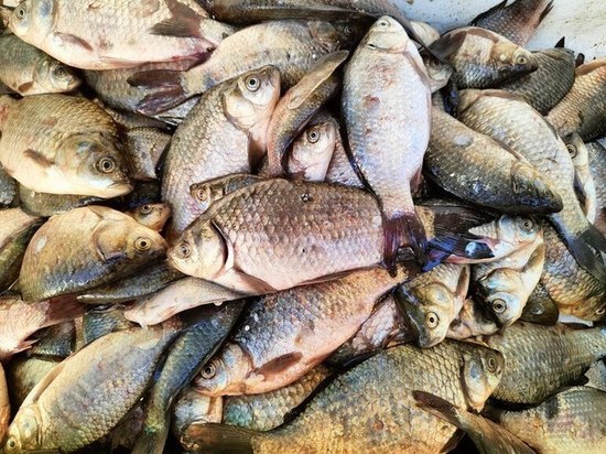 В Калининградской области теперь хотят разводить лосось